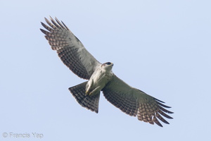 Rufous-bellied Eagle-220205-139MSDCF-FRY00725-W.jpg