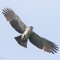 Rufous-bellied_Eagle-220205-139MSDCF-FRY00725-W.jpg