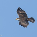 Rufous-bellied_Eagle-241027-249MSDCF-FYP03315-W.jpg