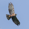 Rufous-bellied_Eagle-250610-110FRYAP-FYA02807-W.jpg