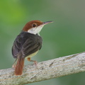 Rufous-tailed_Tailorbird-160820-103EOS1D-F1X26578-W.jpg