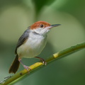 Rufous-tailed_Tailorbird-240514-228MSDCF-FYP02601-W.jpg