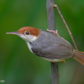 Rufous-tailed_Tailorbird-240514-228MSDCF-FYP03235-W.jpg