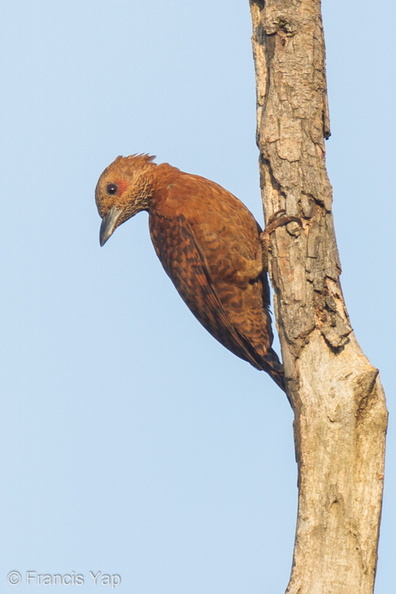 Rufous_Woodpecker-120222-110EOS7D-IMG_6620-W.jpg