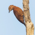 Rufous_Woodpecker-120222-110EOS7D-IMG_6620-W.jpg