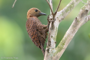 Rufous Woodpecker-190805-119ND500-FYP_0827-W.jpg