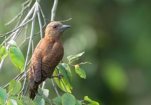 Rufous Woodpecker