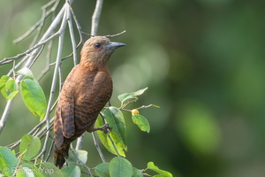 Rufous Woodpecker-220601-148MSDCF-FYP03404-W.jpg