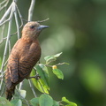 Rufous_Woodpecker-220601-148MSDCF-FYP03404-W.jpg