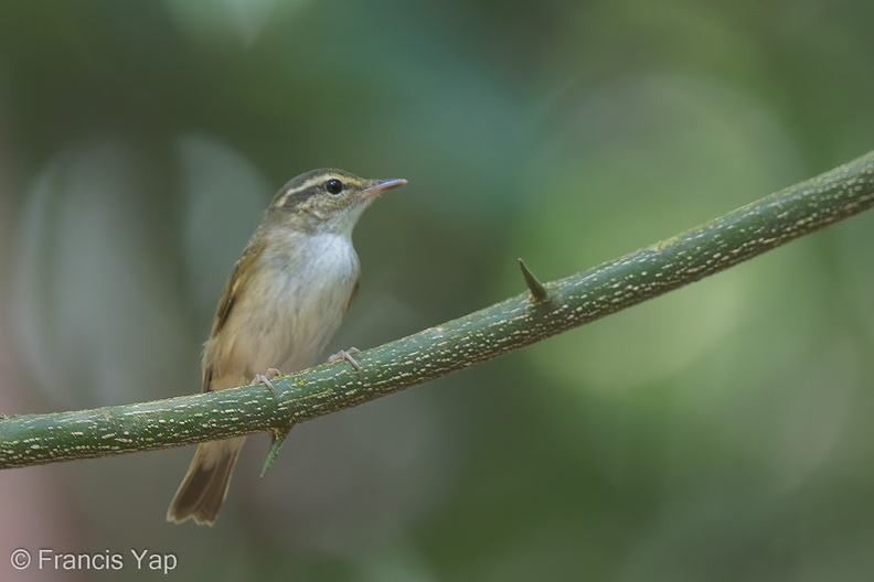 Sakhalin_Leaf_Warbler-140305-114EOS1D-FY1X7670-W.jpg