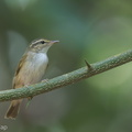 Sakhalin_Leaf_Warbler-140305-114EOS1D-FY1X7670-W.jpg