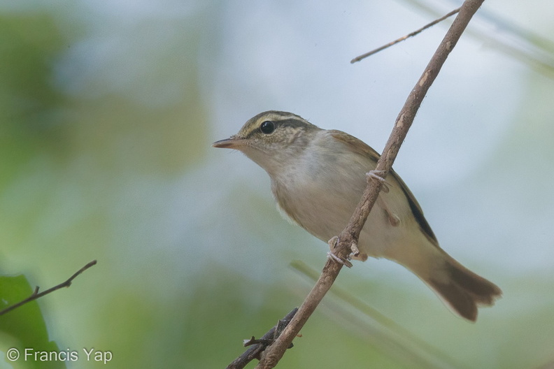 Sakhalin_Leaf_Warbler-140312-114EOS1D-FY1X8811-W.jpg