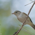 Sakhalin_Leaf_Warbler-140312-114EOS1D-FY1X8811-W.jpg