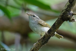 Sakhalin Leaf Warbler-251227-146FRYAP-FYA05307-W.jpg