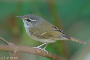 Sakhalin Leaf Warbler-251230-147FRYAP-FYA03213-W.jpg