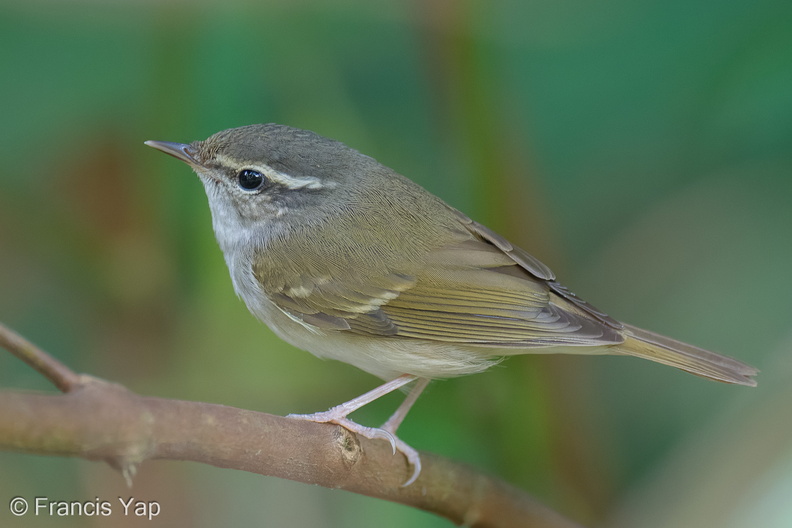 Sakhalin_Leaf_Warbler-251230-147FRYAP-FYA03213-W.jpg
