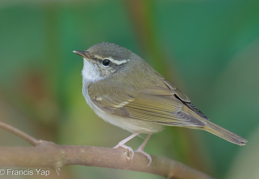 Sakhalin Leaf Warbler