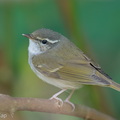 Sakhalin_Leaf_Warbler-251230-147FRYAP-FYA03452-W.jpg