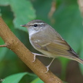 Sakhalin_Leaf_Warbler-260105-148FRYAP-FYA02887-W.jpg