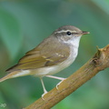 Sakhalin_Leaf_Warbler-260105-148FRYAP-FYA03474-W.jpg