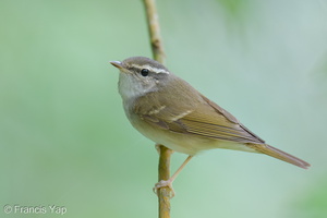 Sakhalin Leaf Warbler-260105-148FRYAP-FYA03632-W.jpg
