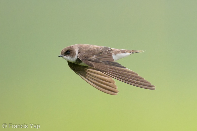 Sand_Martin-201128-125MSDCF-FYP09174-W.jpg