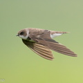 Sand_Martin-201128-125MSDCF-FYP09174-W.jpg