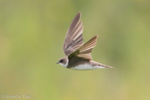 Sand Martin-201128-125MSDCF-FYP09272-W.jpg