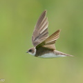 Sand_Martin-201128-125MSDCF-FYP09272-W.jpg