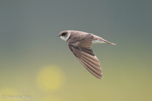 Sand Martin-201128-125MSDCF-FYP09286-W.jpg