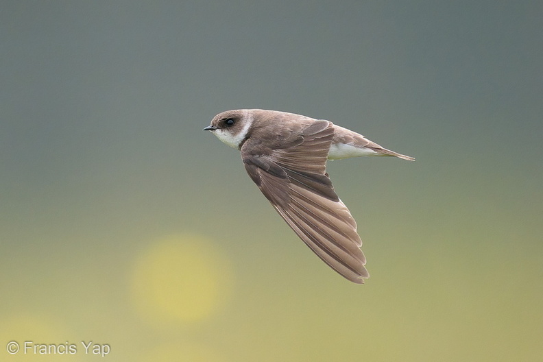 Sand_Martin-201128-125MSDCF-FYP09286-W.jpg