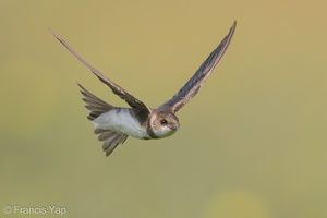 Sand Martin-201231-128MSDCF-FYP02278-W.jpg