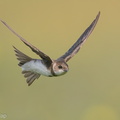 Sand_Martin-201231-128MSDCF-FYP02278-W.jpg