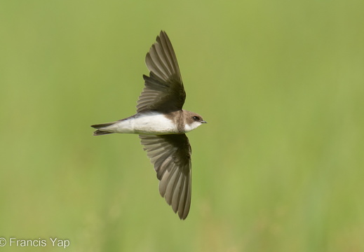 Sand Martin