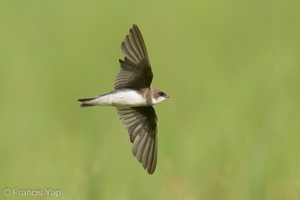 Sand Martin-221225-160MSDCF-FYP09187-W.jpg