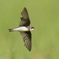 Sand_Martin-221225-160MSDCF-FYP09187-W.jpg