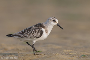 Sanderling-120919-101EOS1D-FY1X7288-W.jpg