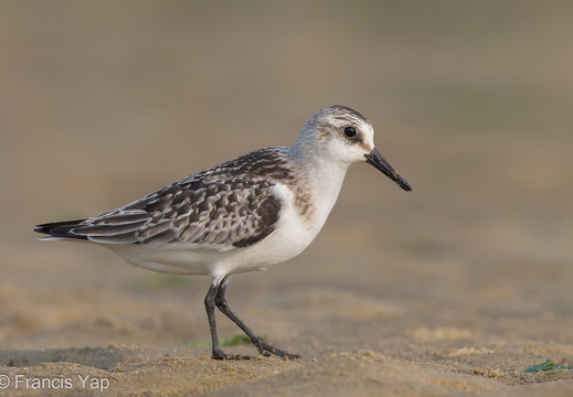 Sanderling