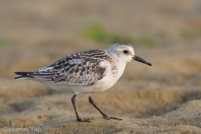 Sanderling-120919-113EOS1D-FYAP1921-W.jpg