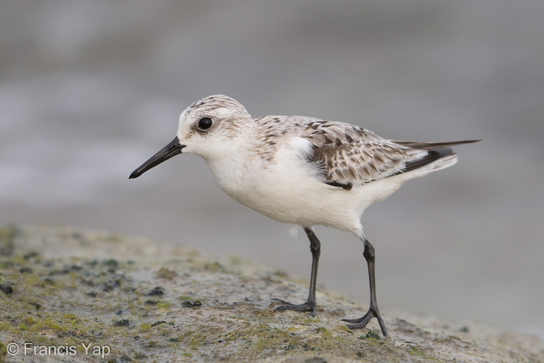 Sanderling-171016-104ND500-FYP_8090-W.jpg