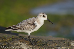 Sanderling-171017-113EOS1D-F1X28579-W.jpg