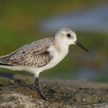 Sanderling-171017-113EOS1D-F1X28579-W.jpg