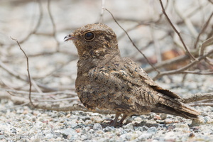 Savanna Nightjar-110820-104EOS1D-FYAP6502-W.jpg