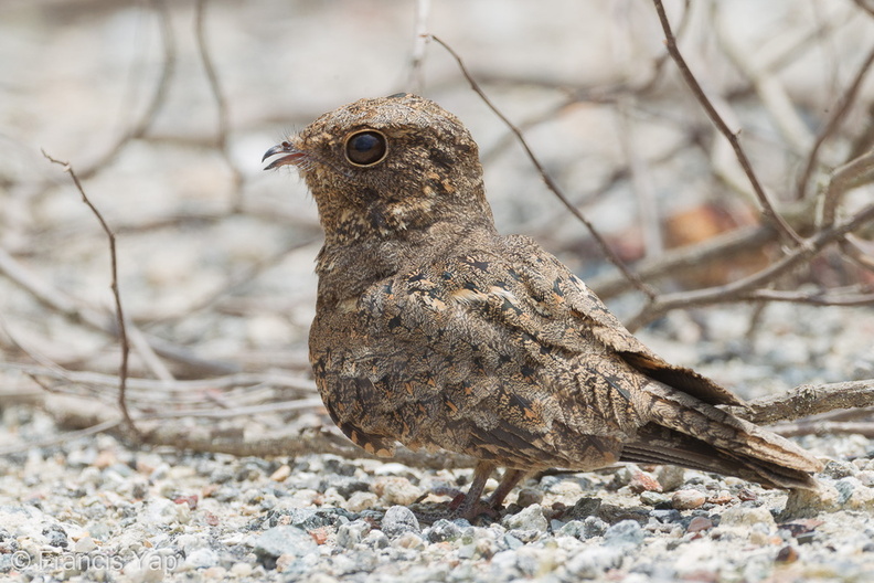 Savanna_Nightjar-110820-104EOS1D-FYAP6502-W.jpg