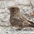 Savanna_Nightjar-110820-104EOS1D-FYAP6502-W.jpg