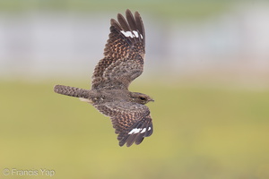 Savanna Nightjar-120729-100EOS1D-FY1X2153-W.jpg