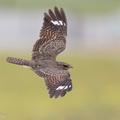 Savanna_Nightjar-120729-100EOS1D-FY1X2153-W.jpg