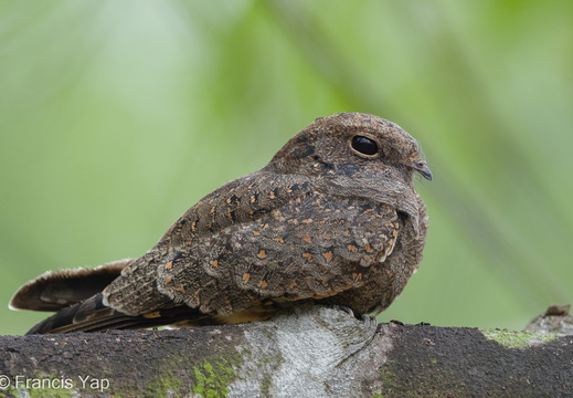 Savanna Nightjar