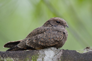 Savanna Nightjar-190828-119EOS1D-F1X24830-W.jpg