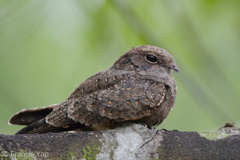 Savanna_Nightjar-190828-119EOS1D-F1X24830-W.jpg